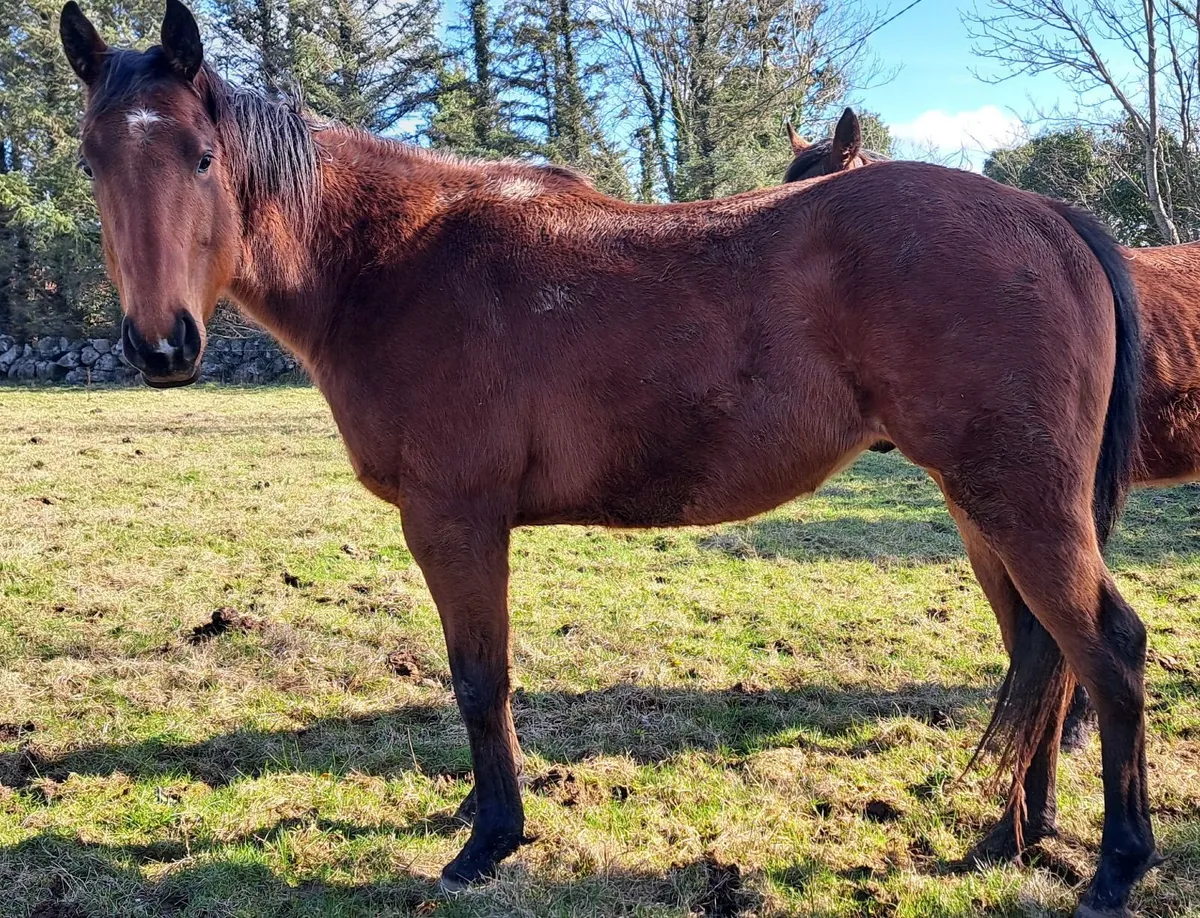 For Sale or free lease - Image 2