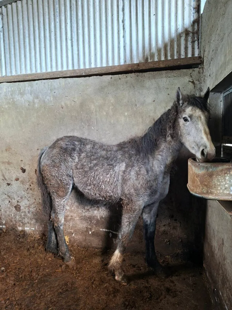 RID Fillies - Image 1