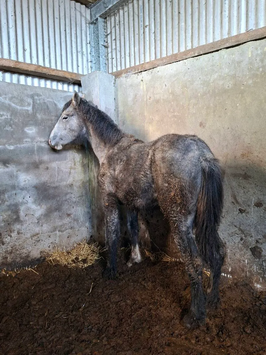 RID Fillies - Image 2