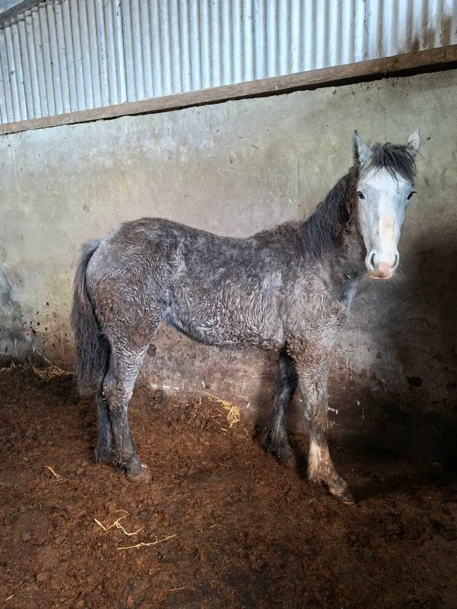 RID Fillies - Image 3