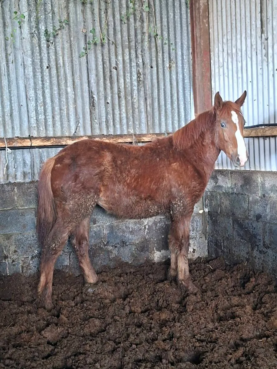 RID Fillies - Image 4