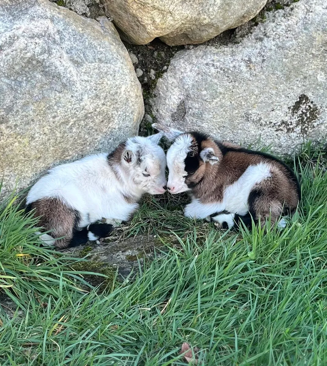 Beautiful Male Pygmy Goats - Image 1