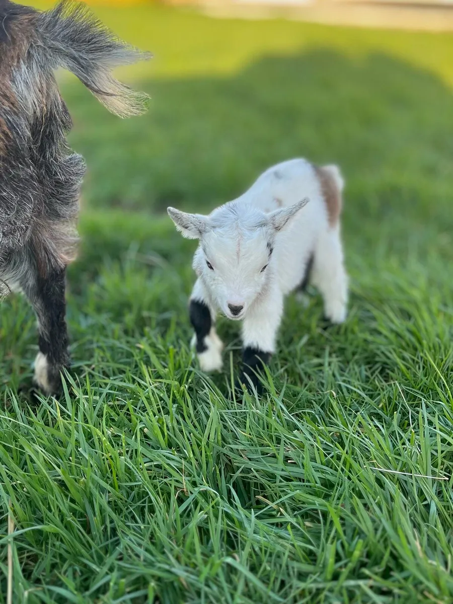 Beautiful Male Pygmy Goats - Image 2