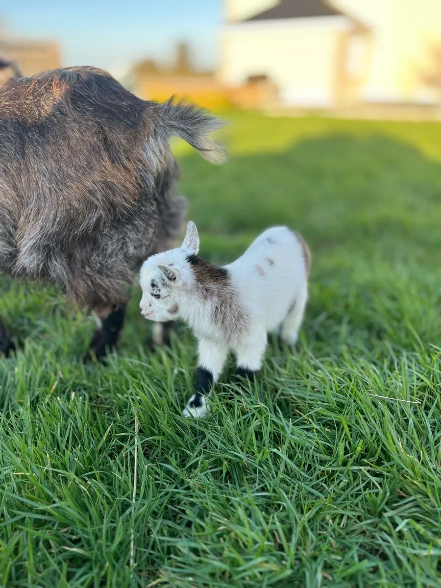 Beautiful Male Pygmy Goats - Image 3