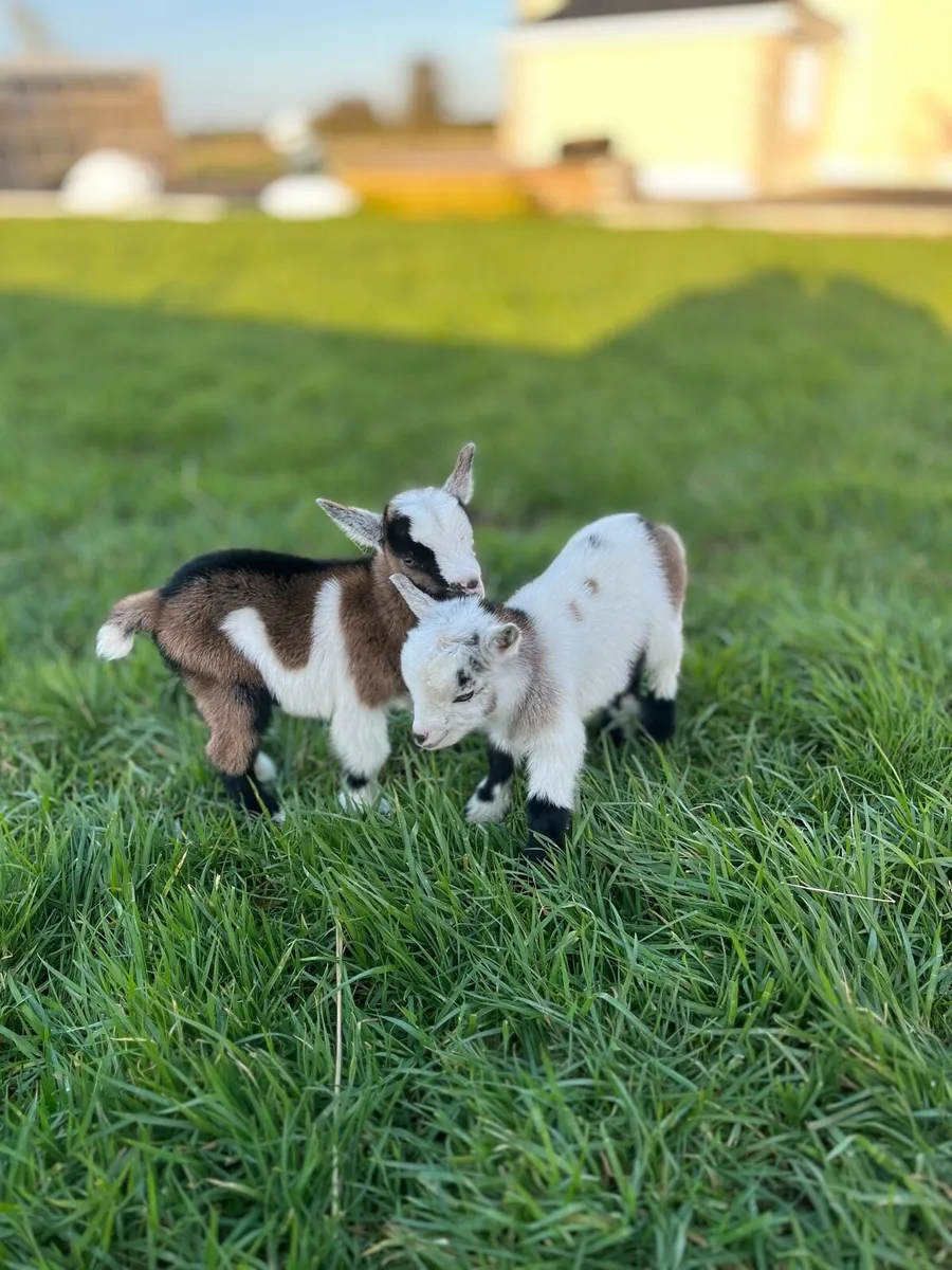 Beautiful Male Pygmy Goats - Image 4