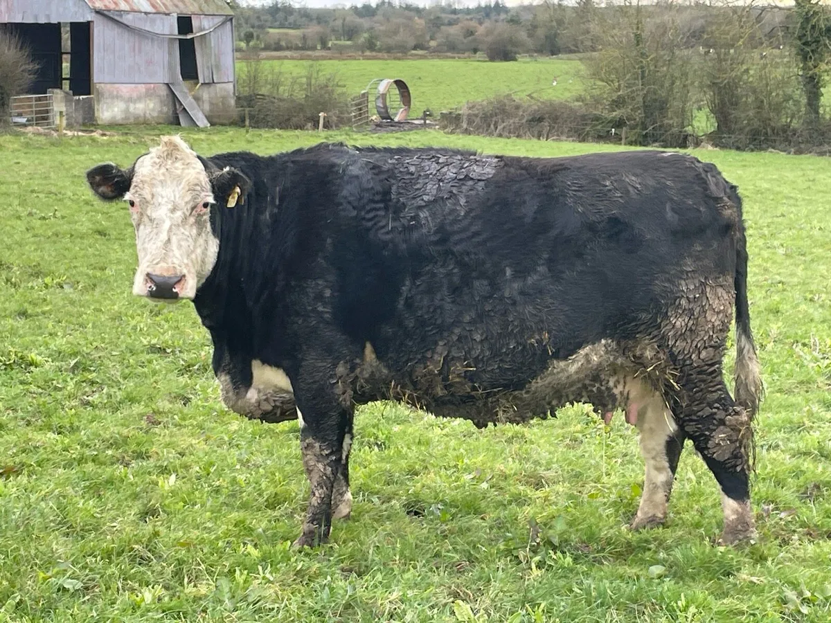 SALE 5 star cow in calf - Image 1