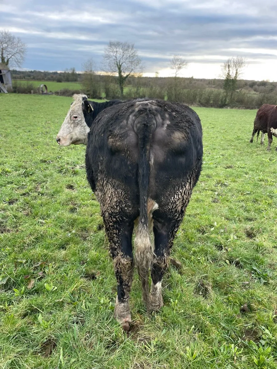 SALE 5 star cow in calf - Image 3