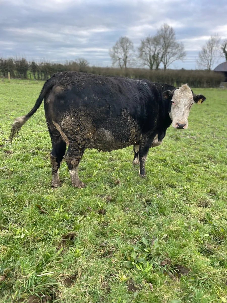 SALE 5 star cow in calf - Image 4