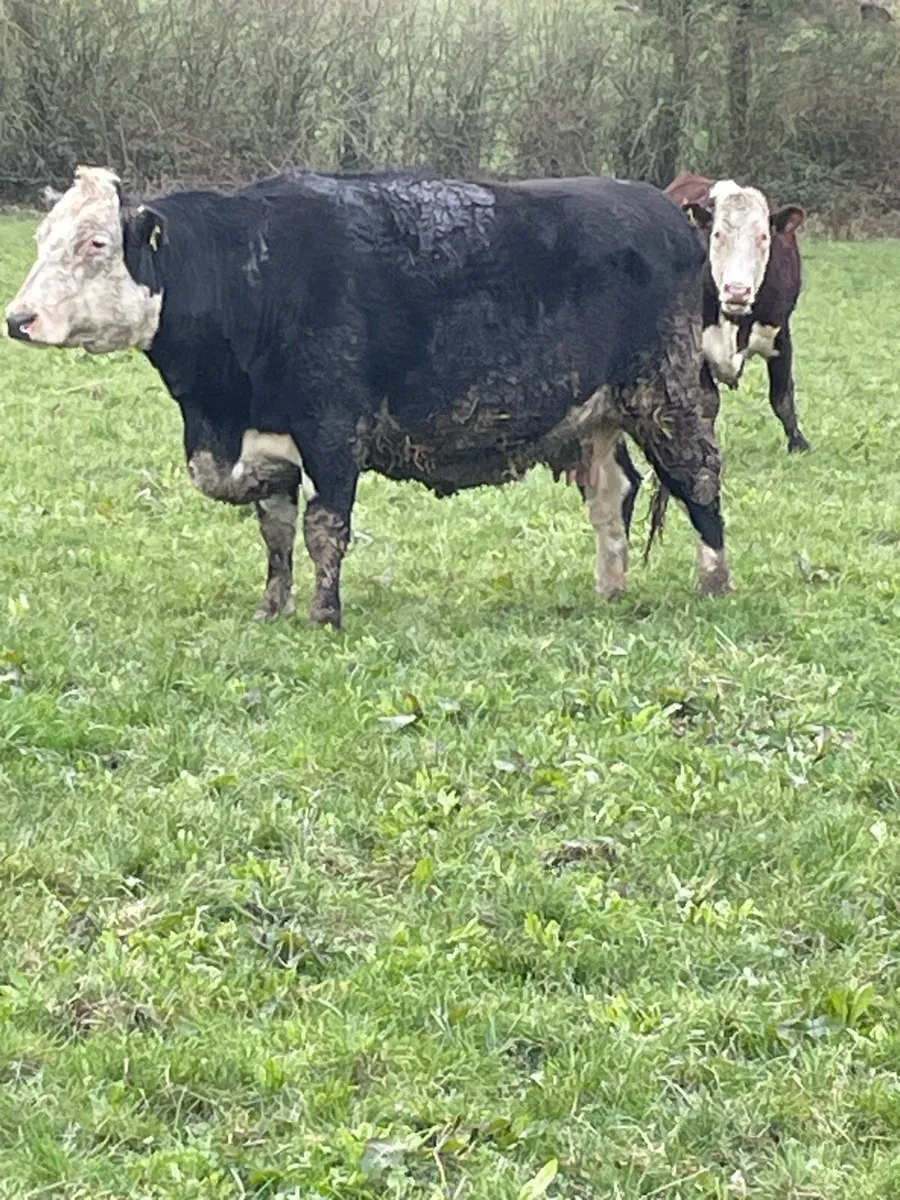 SALE 5 star cow in calf - Image 2