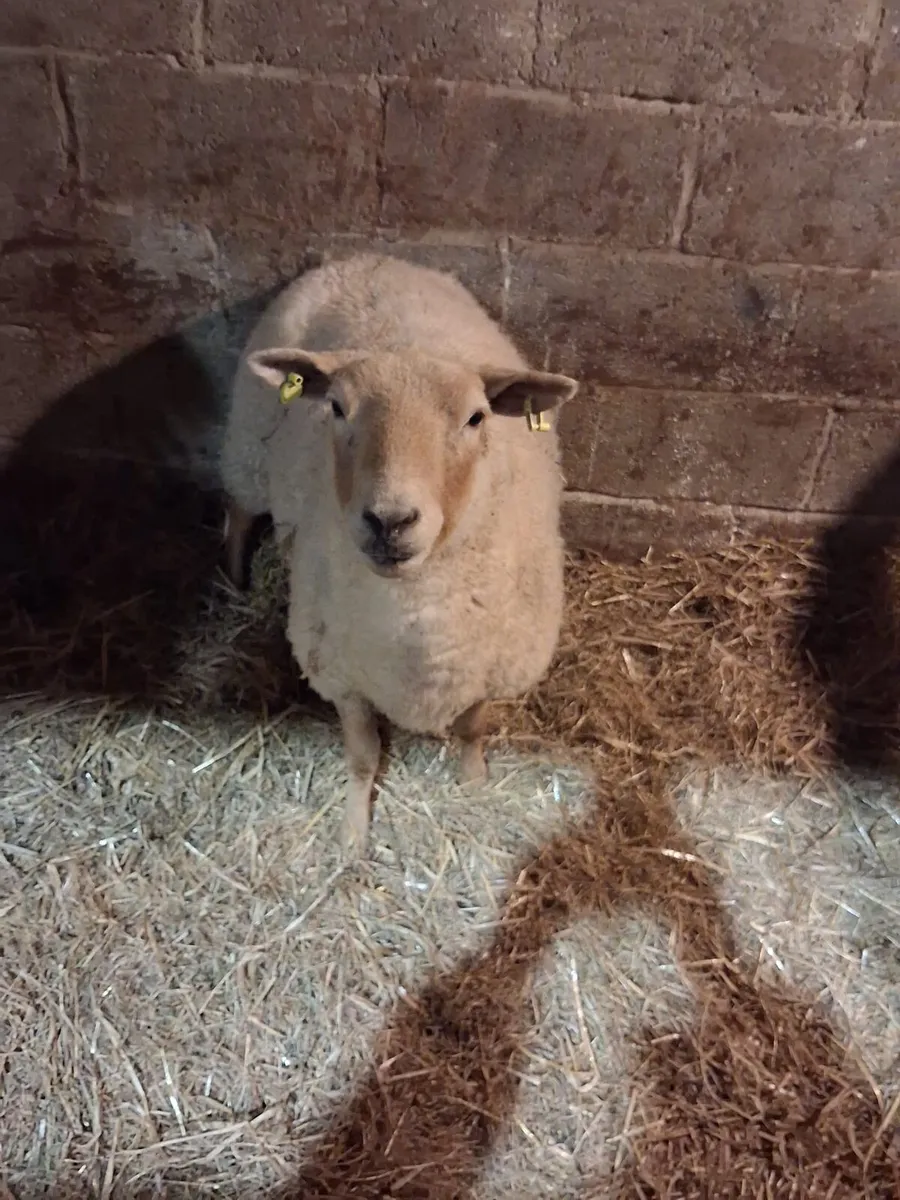 Foster Ewe - Image 1