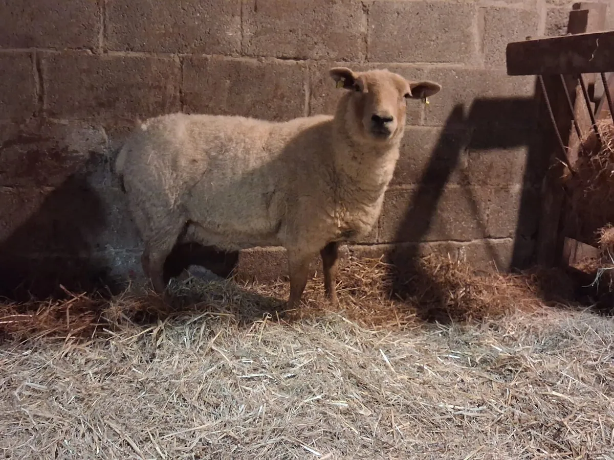 Foster Ewe - Image 2