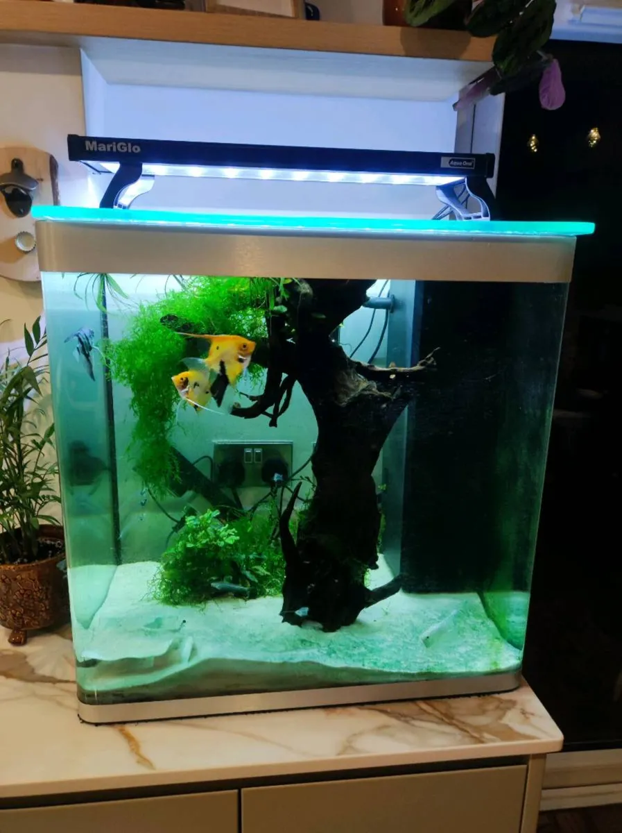 Fluval fishtank - Image 1