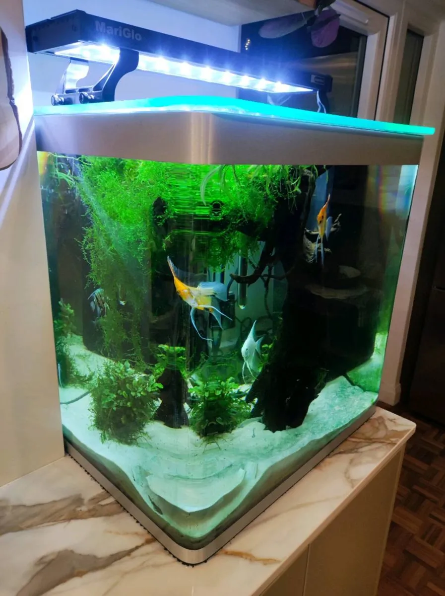 Fluval fishtank - Image 2