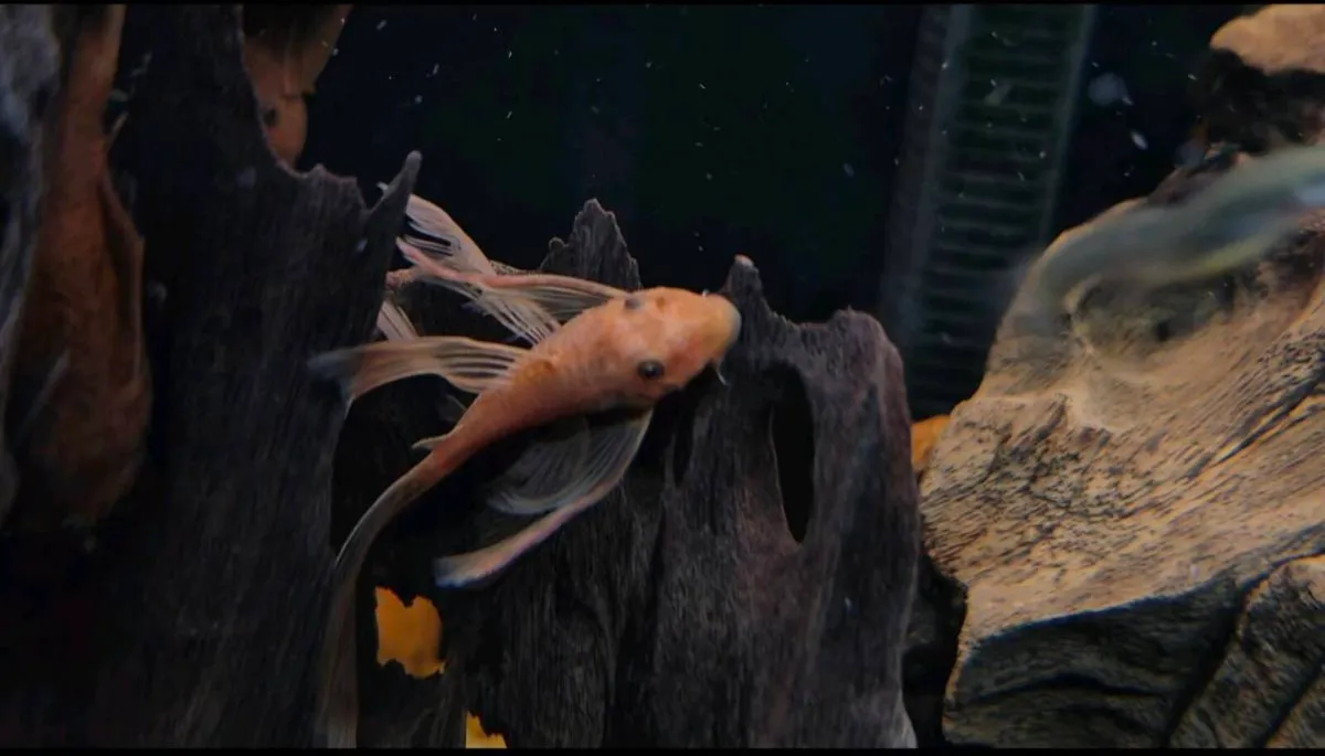 Super Red plecos. Short fin & Long fin. - Image 1