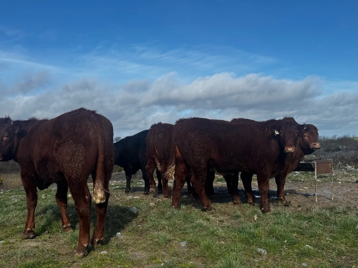 6 SA Bullocks & 1 AA bullock - Image 1
