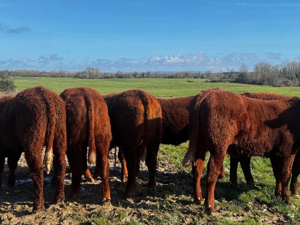 6 SA Bullocks & 1 AA bullock - Image 2