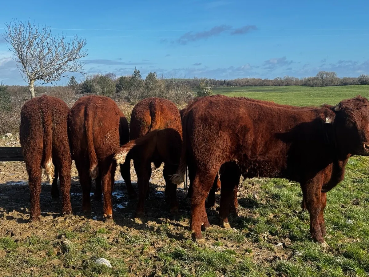 6 SA Bullocks & 1 AA bullock - Image 3