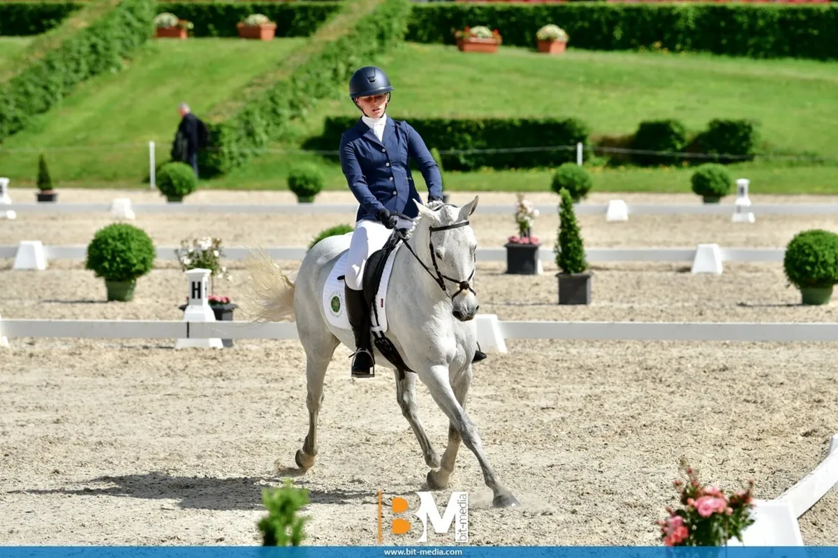 9yo 2* FEI Event Pony - Image 3