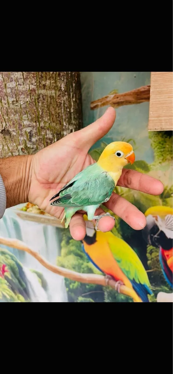 Love birds - Image 1