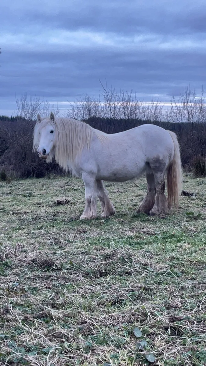 Cob mare ~ infoal - Image 1