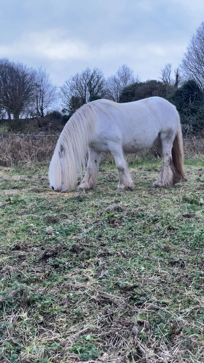 Cob mare ~ infoal - Image 2