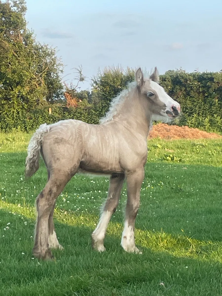 Cob mare ~ infoal - Image 4