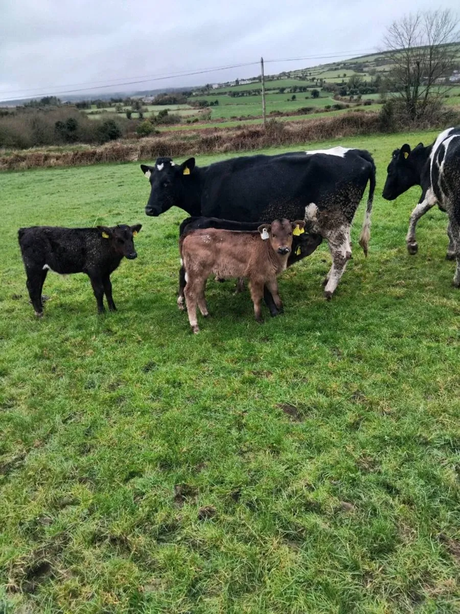 Cows and calves - Image 1