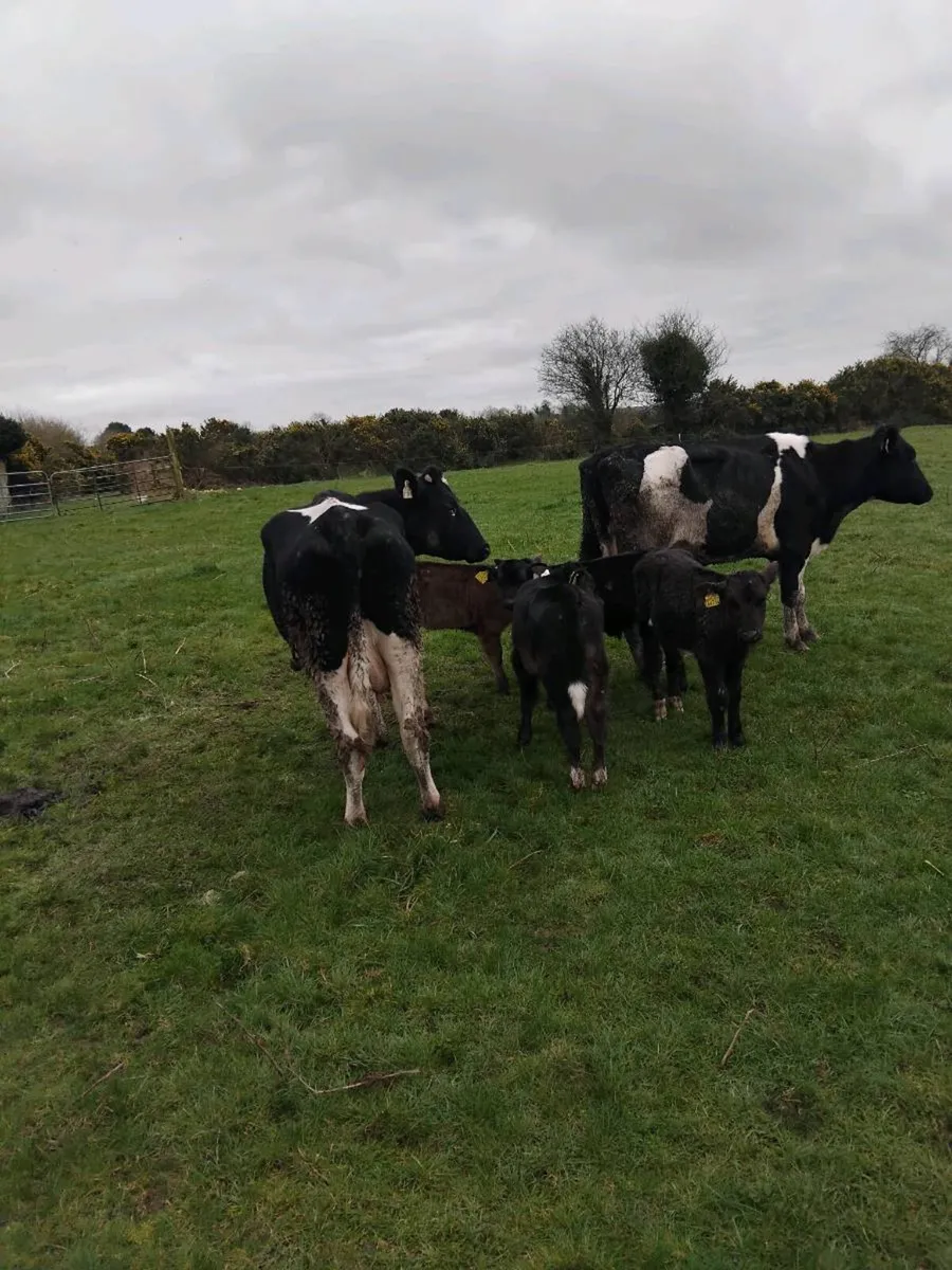 Cows and calves - Image 3