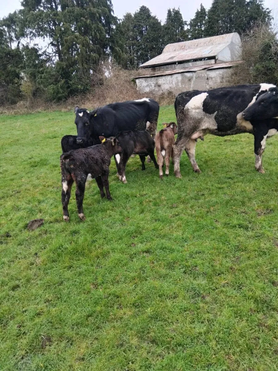 Cows and calves - Image 2