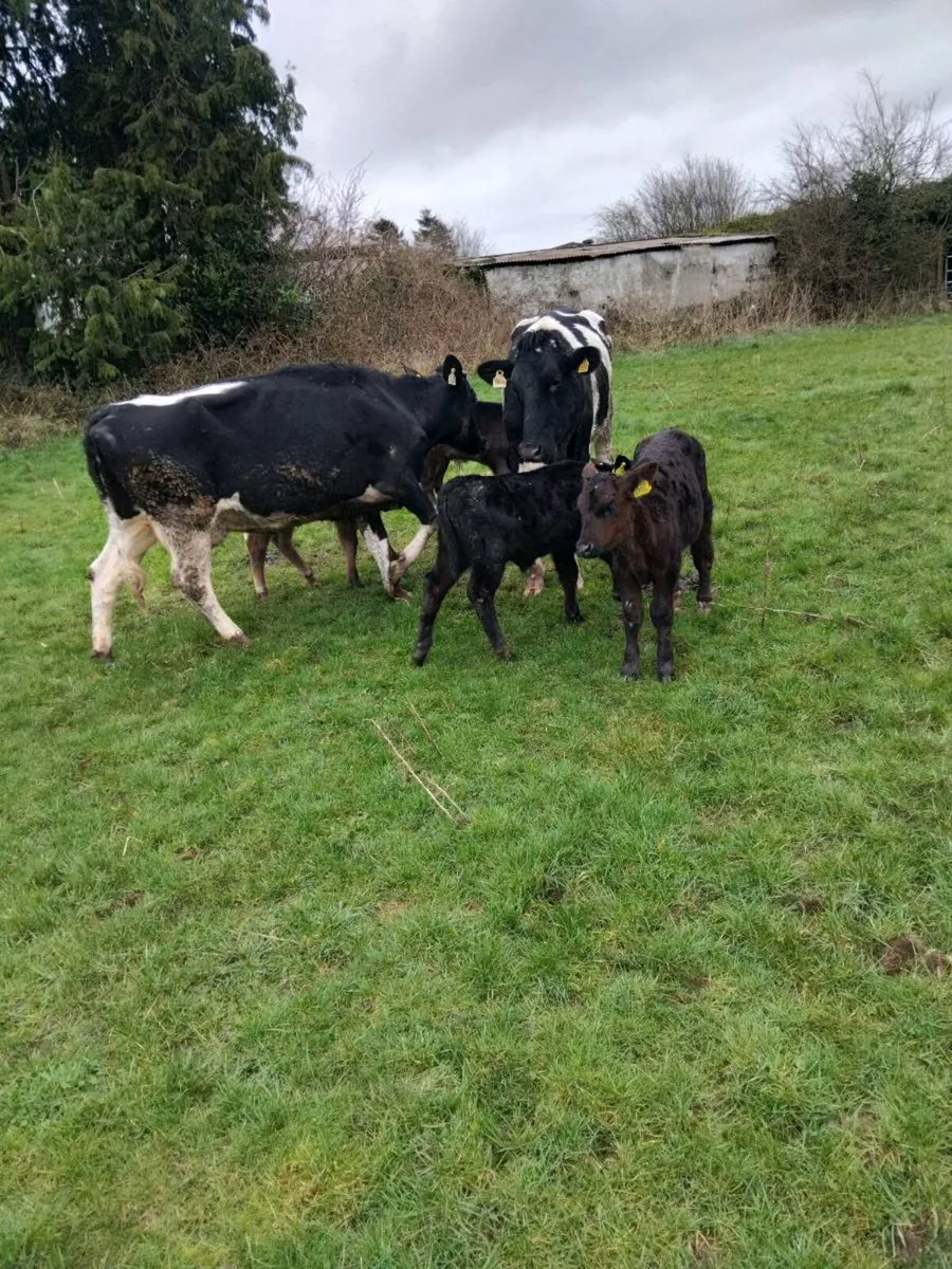 Cows and calves - Image 4
