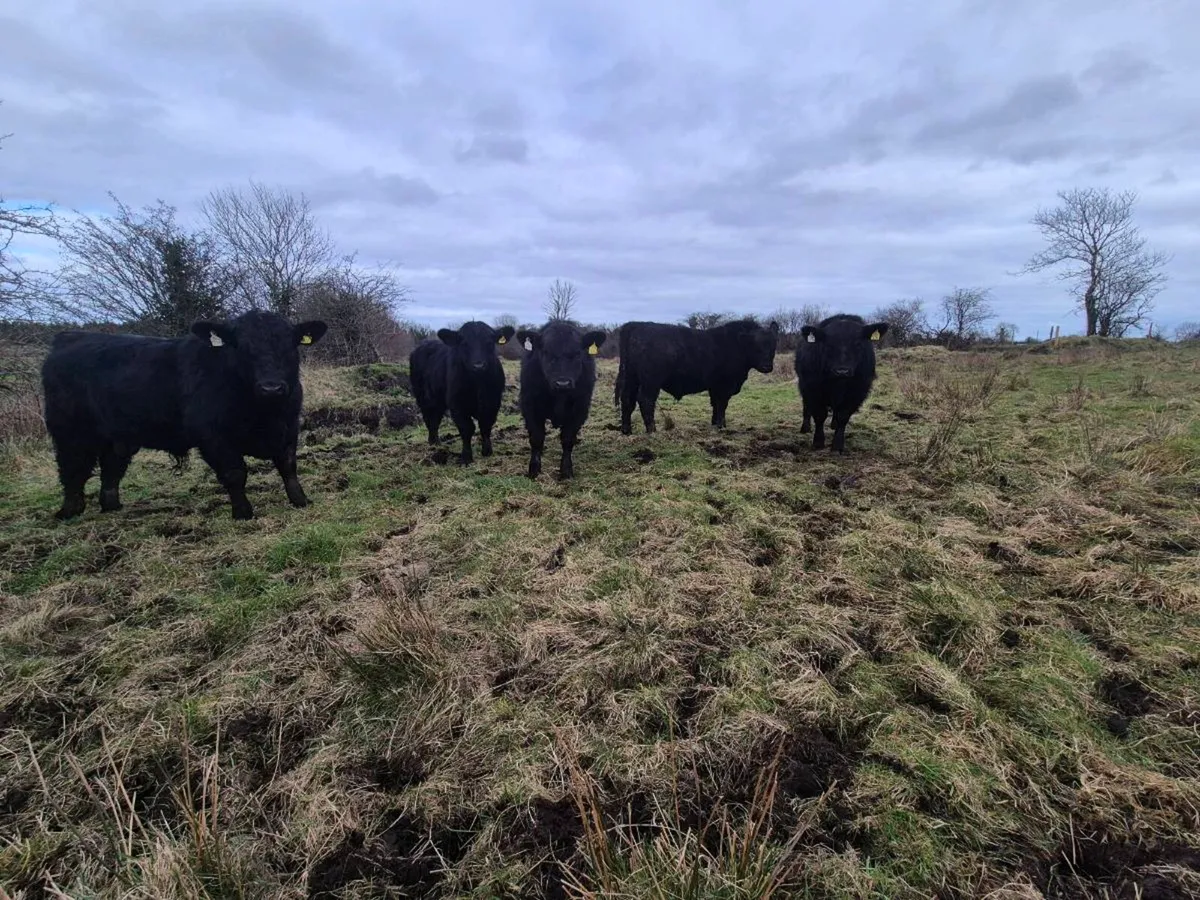 Pedrigee Angus Bulls - Image 3