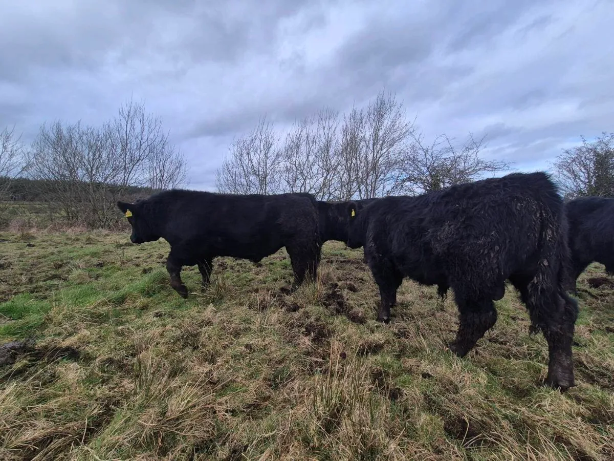 Pedrigee Angus Bulls - Image 4