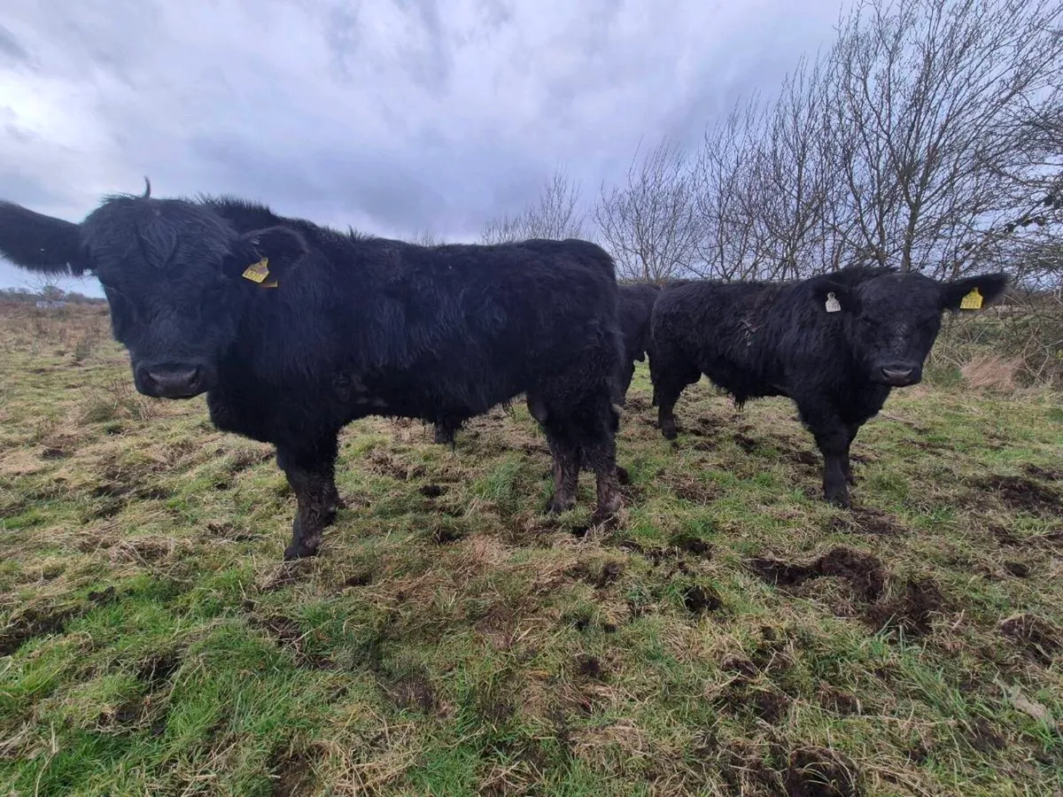 Pedrigee Angus Bulls - Image 2