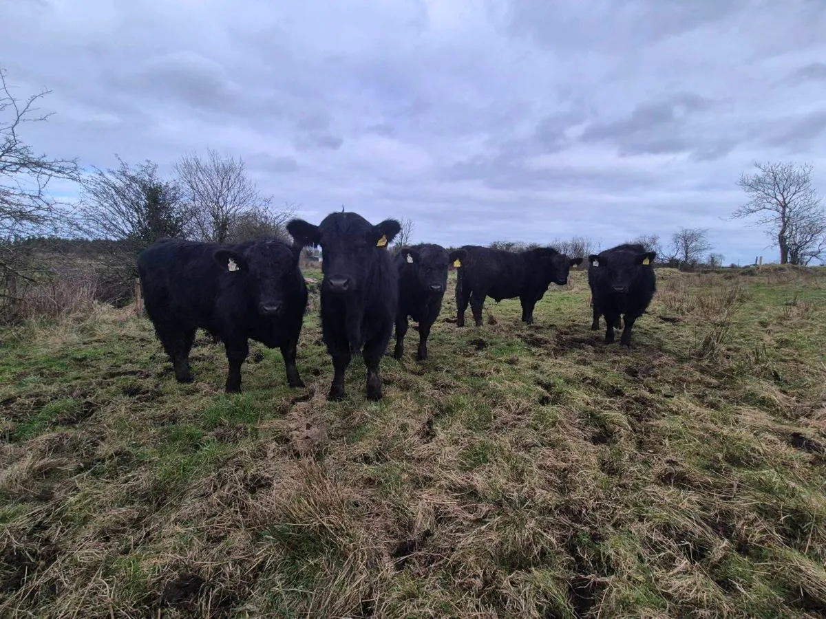 Pedrigee Angus Bulls - Image 1