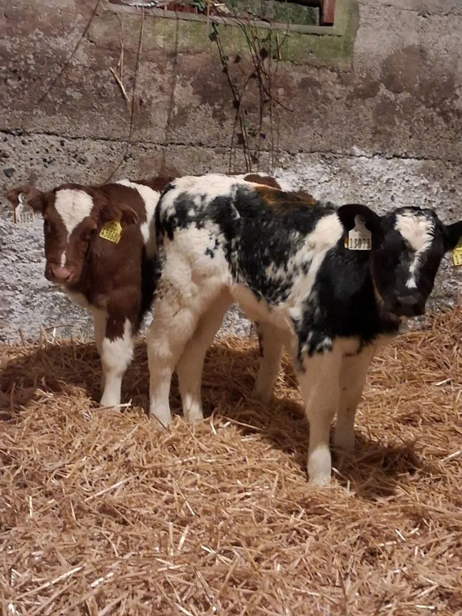 🔥 Belgium Blue Heifer Calves 🔥 - Image 2