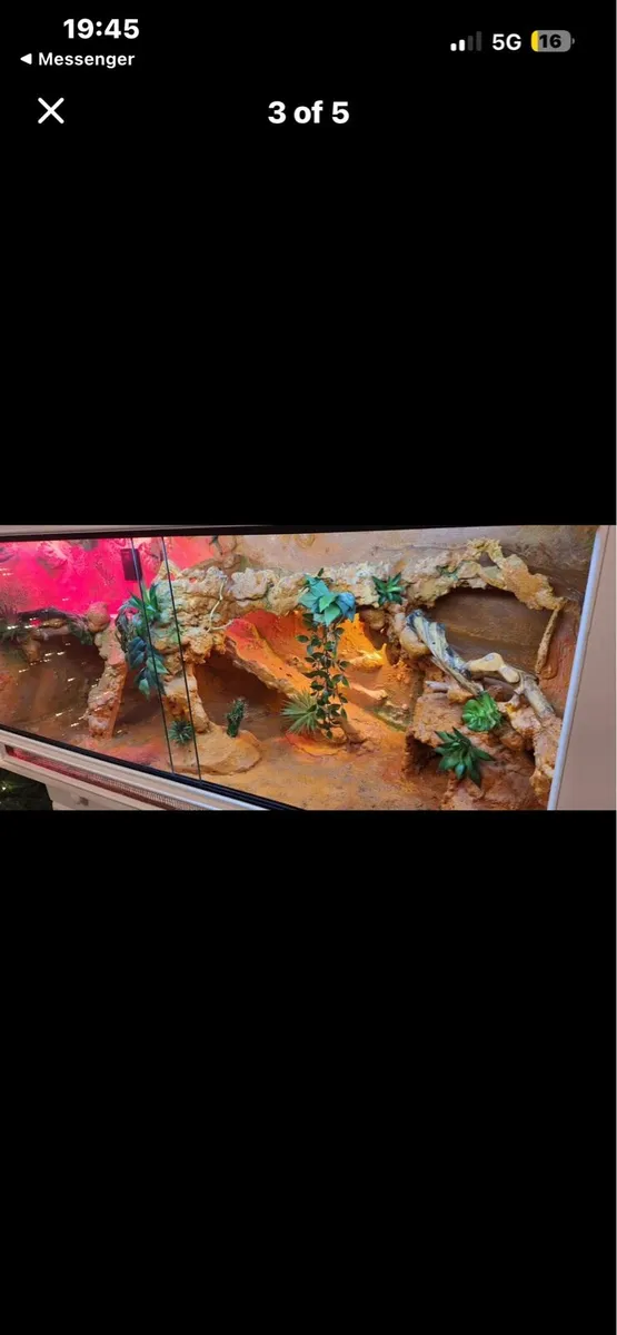 Terrarium for Lizard - Image 3