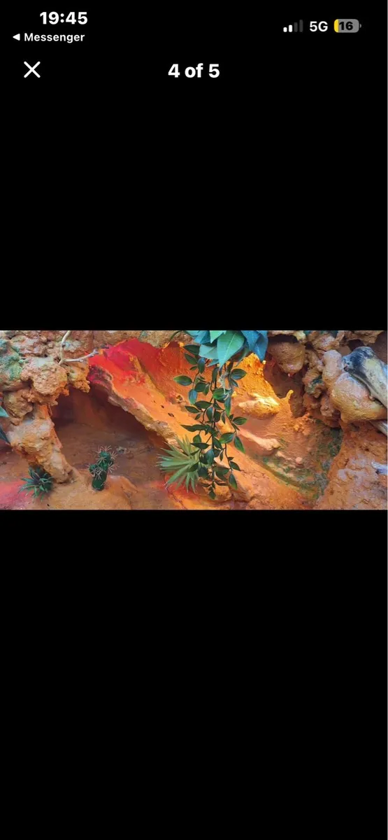 Terrarium for Lizard - Image 4