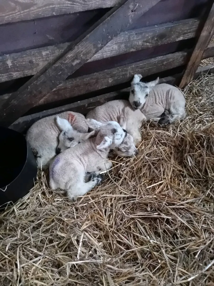 Lambs - Image 4