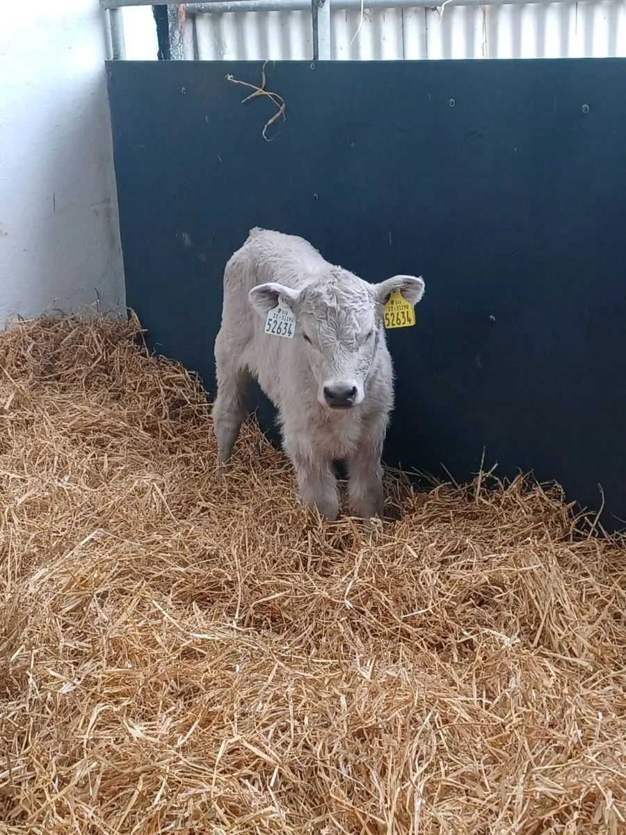 CH bulls angus and limousin calves - Image 1