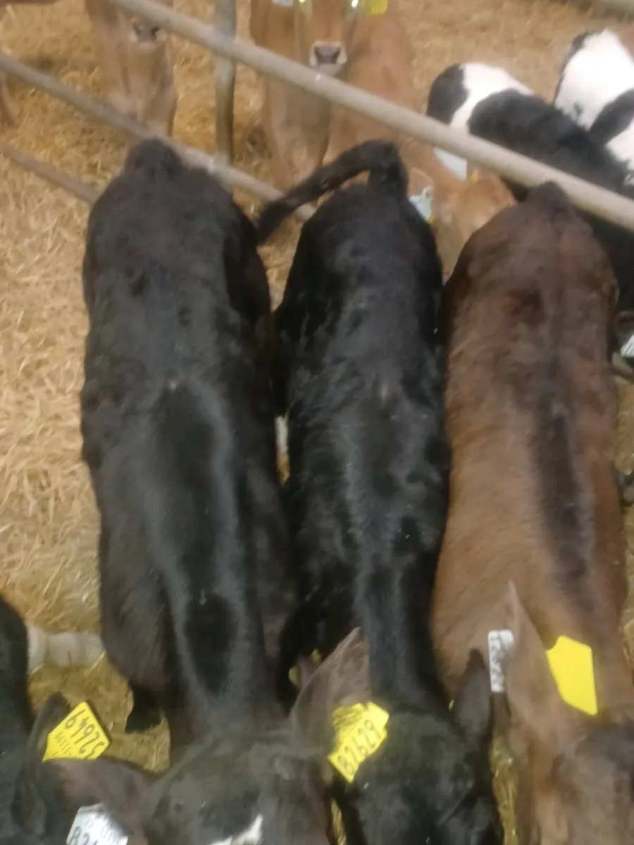 CH bulls angus and limousin calves - Image 4