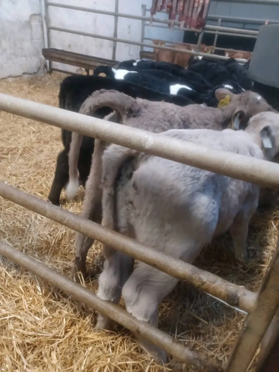 CH bulls angus and limousin calves - Image 2