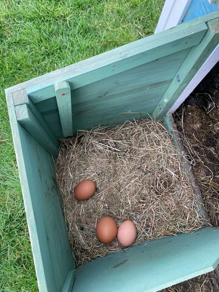 Chicken Coop - Image 4