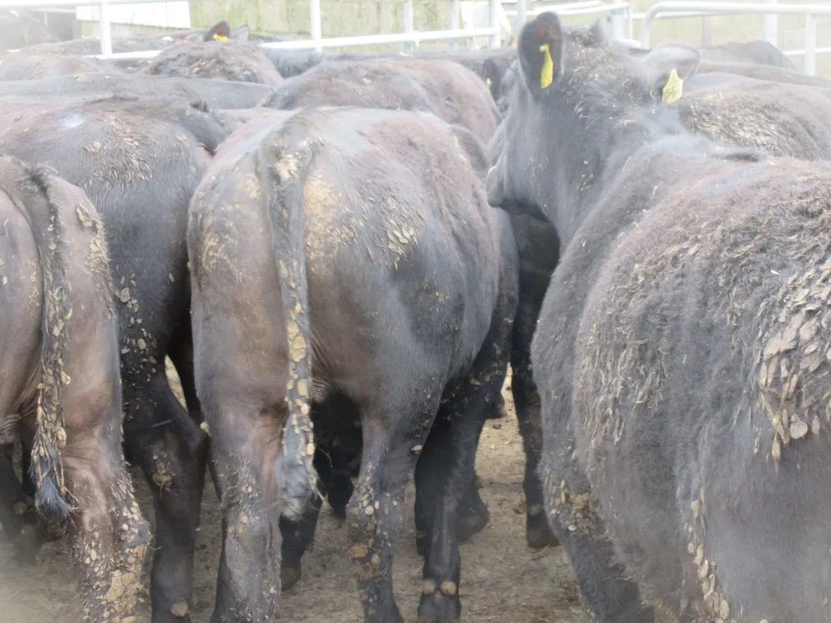 40 ABERDEEN ANGUS BULLOCKS  340KG - Image 3