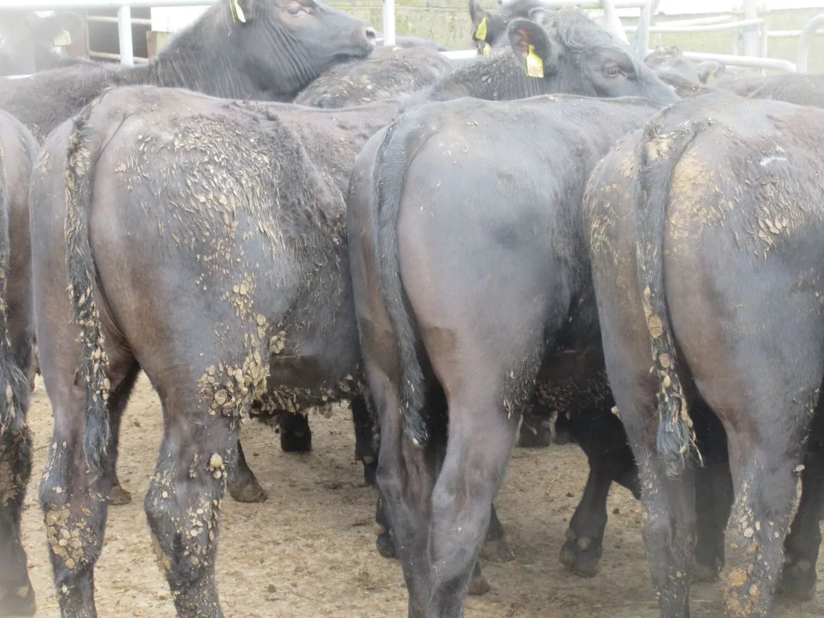 40 ABERDEEN ANGUS BULLOCKS  340KG - Image 4