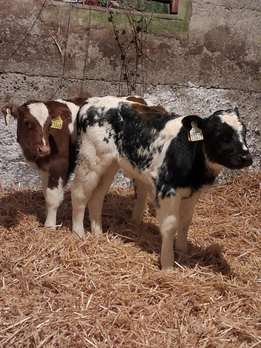 🔥 Belgium Blue Heifer Calves 🔥 - Image 3