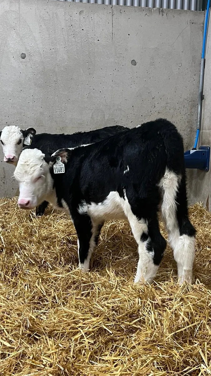 WOI Hereford Heifers - Image 4