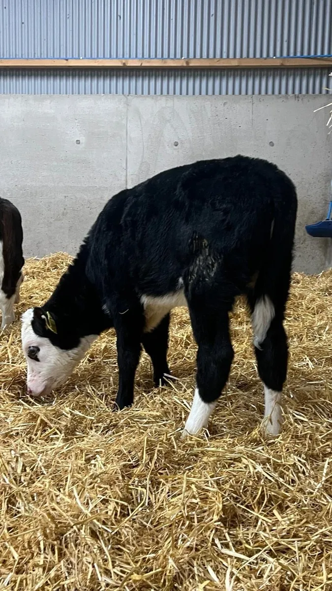 WOI Hereford Heifers - Image 1