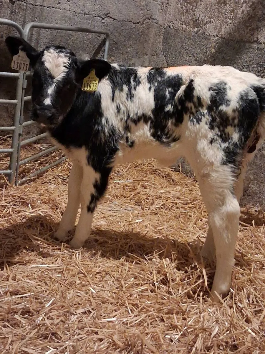 🔥 Belgium Blue Heifer Calves 🔥 - Image 4