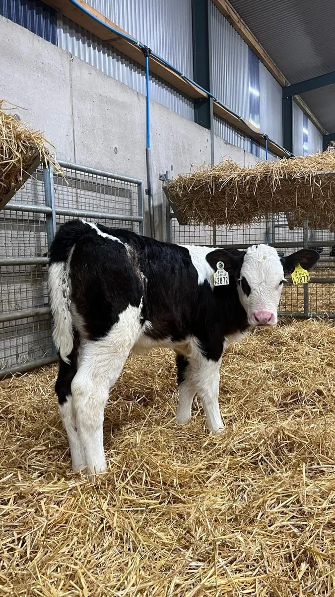 WOI Hereford Heifers - Image 3