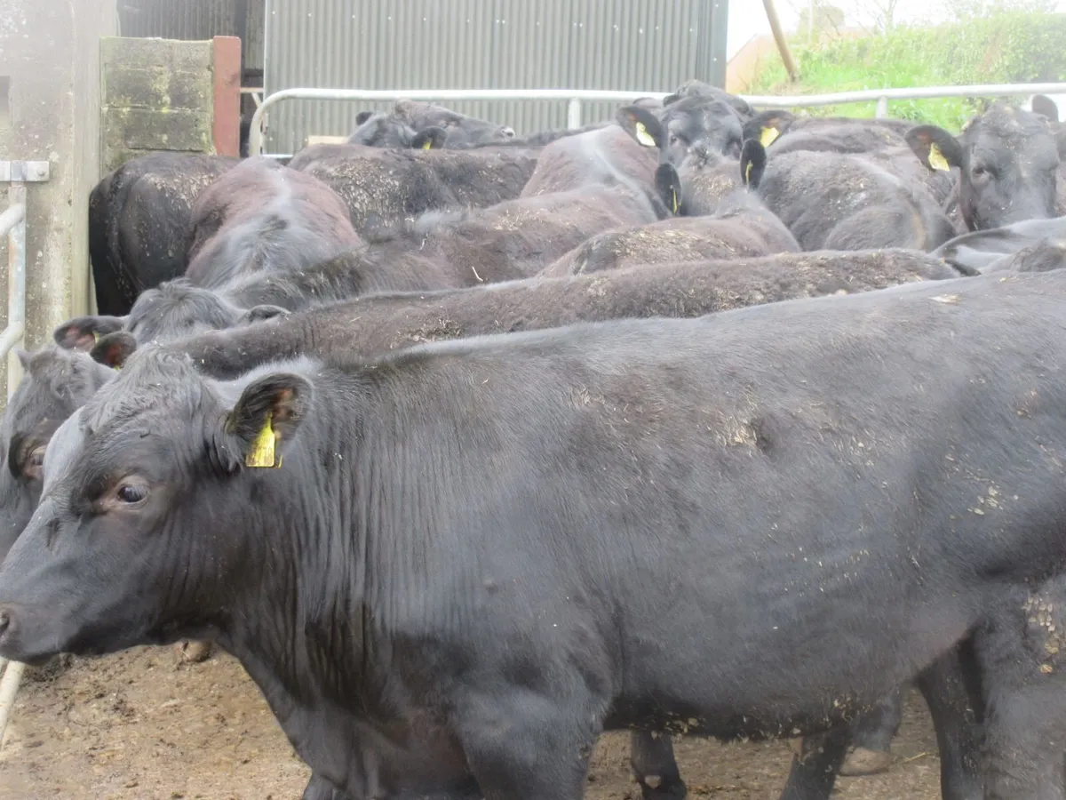 40 ABERDEEN ANGUS BULLOCKS  340KG - Image 2